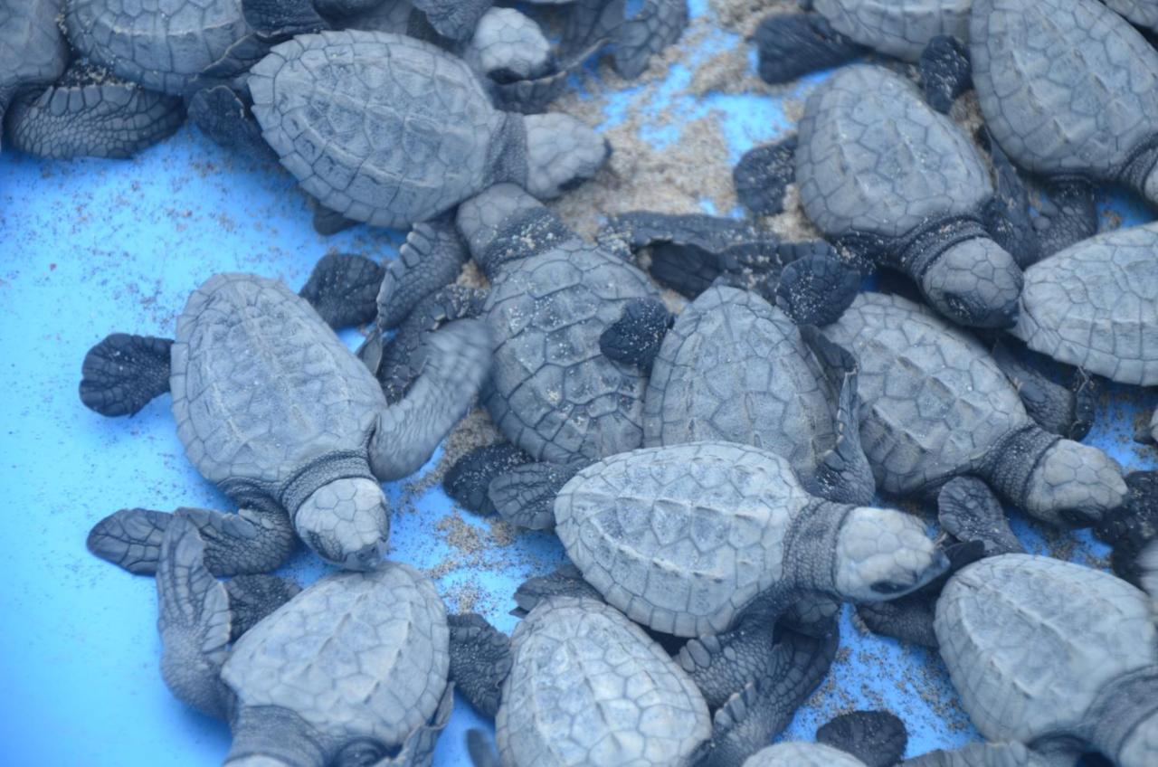 Turtle Beach House Vengurla Luaran gambar